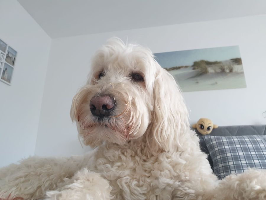 Hund im Büro von Elektro Reichel Elektriker Nürnberg Team Atmosphäre