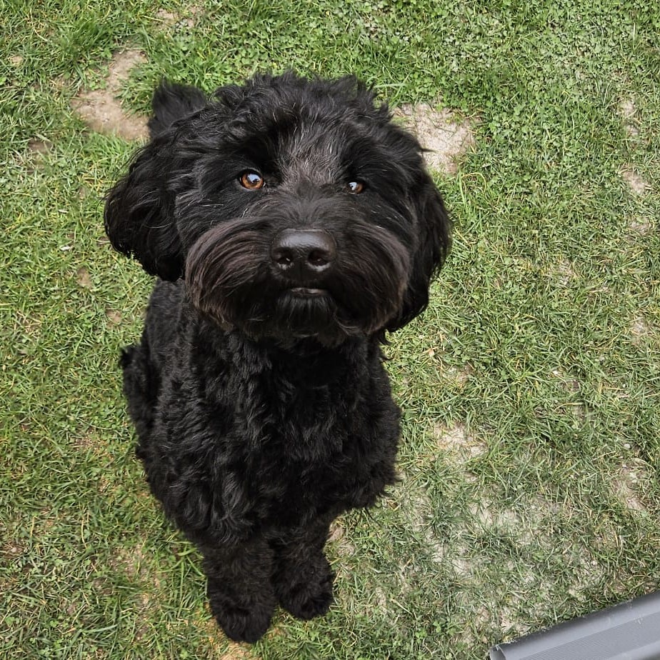 Bürohund Finja bei Elektro Reichel Elektriker Nürnberg Team